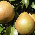 Description of the Belorussian late pear variety