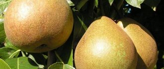 Description of the Belorussian late pear variety