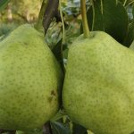 Description of the pear variety Bere Ardanpon