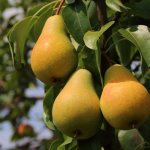 Description of the Moskvichka pear variety