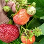 Description of the Pandora strawberry variety