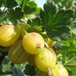 Description of the gooseberry variety Beryl: pros and cons, care features