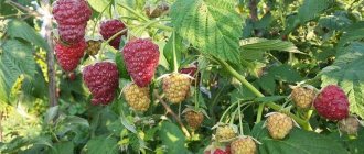 Description of the raspberry variety Inaccessible