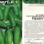 Description of the variety Temp F1 with photo