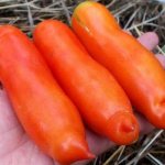 Описание сорта томата Аурия, особенности выращивания и урожайность