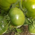 Description of the tomato variety Emerald standard, its characteristics and yield