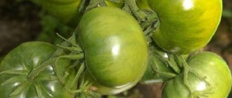 Description of the tomato variety Emerald standard, its characteristics and yield