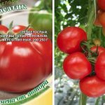 Description of the tomato variety Kasatik and features of its cultivation