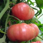 Description of the tomato variety Regiment Commander, its characteristics and cultivation