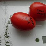 Description of the tomato variety King Penguin, its characteristics and yield