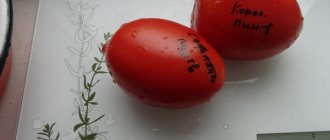 Description of the tomato variety King Penguin, its characteristics and yield