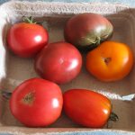 Description of the Lord tomato variety, growing features and care