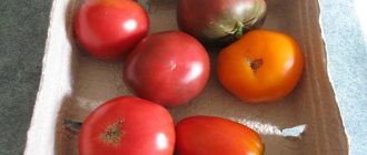 Описание сорта томата Лорд, особенности выращивания и уход