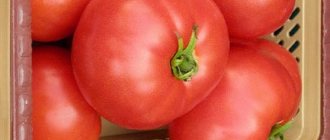 Description of the tomato variety Sadik f1, cultivation characteristics and yield