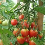 Description of the Northern Beauty tomato variety, its cultivation and care
