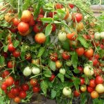 Описание сорта томата Талисман, особенности выращивания и ухода