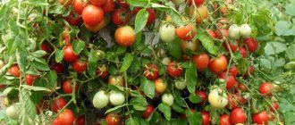 Описание сорта томата Талисман, особенности выращивания и ухода