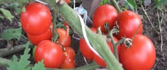 Description of the tomato variety Unique Kulchitsky, features of cultivation and care