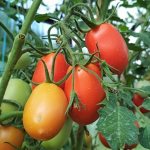 Description of Benito tomato