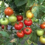 description of tomato summer resident