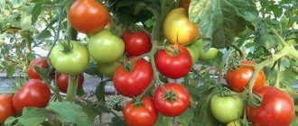 description of tomato summer resident