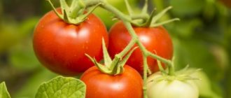 Description of Gina TST tomatoes