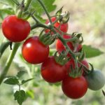 Description of Apple tomatoes