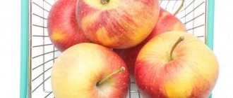 Описание яблони сорта Орловское Полосатое