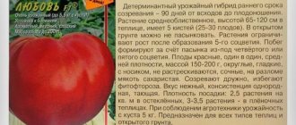 'Оправдывает ли свое название томат "Моя любовь": плюсы и минусы гибрида' width="600