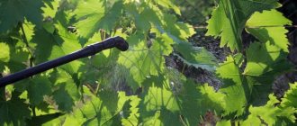 Опрыскивание винограда от филлоксеры