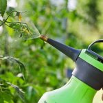 Spraying will protect against pests