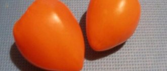 Оранжевые помидоры