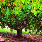 Peach pruning - how to prune a peach tree correctly