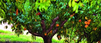 Peach pruning - how to prune a peach tree correctly