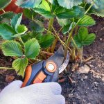 Autumn pruning of strawberries - diagrams and recommendations