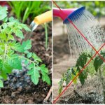 Basic rules and methods of watering