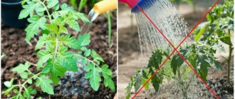 Basic rules and methods of watering
