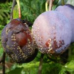 Main signs of fruit rot