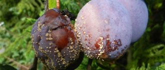 Main signs of fruit rot
