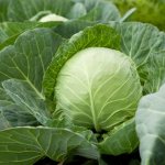 Features of Yubileiny cabbage