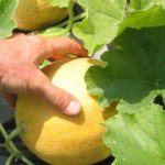 Features of growing melon in the Moscow region in open ground