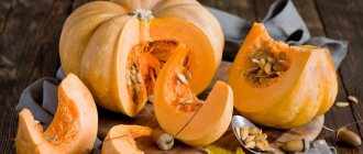 Features of growing large-fruited pumpkin varieties