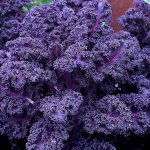Features of growing leaf hybrid cabbage Redbor f1