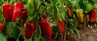 Features of growing sweet peppers, planting and care