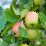 Features of the apple tree variety Carpet