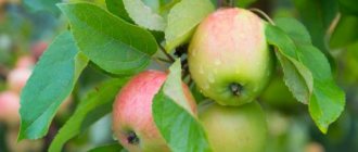 Особенности яблони сорта Ковровое