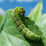 Particular harm to the Thumbelina variety is caused by leaf roller caterpillars