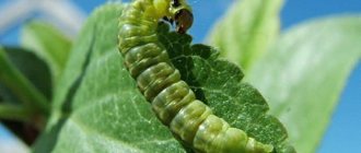 Particular harm to the Thumbelina variety is caused by leaf roller caterpillars