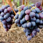 Отличия Кармакода от других сортов винограда