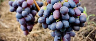 Отличия Кармакода от других сортов винограда
